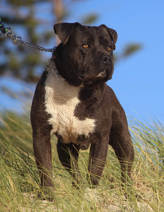 Blue Amstaff Stud Dog American Staffordshire Terrier Bully Male