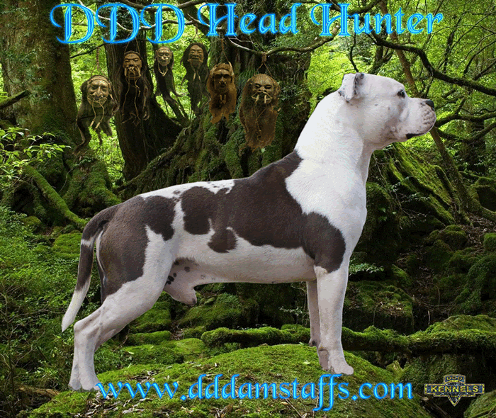 Blue pied Amstaff male stud dog DDD Head Hunter American staffordshire Terrier, Staffy