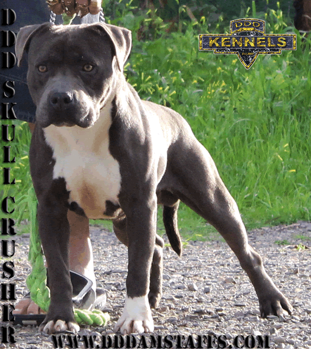 amstaff blue american staffordshire terrier